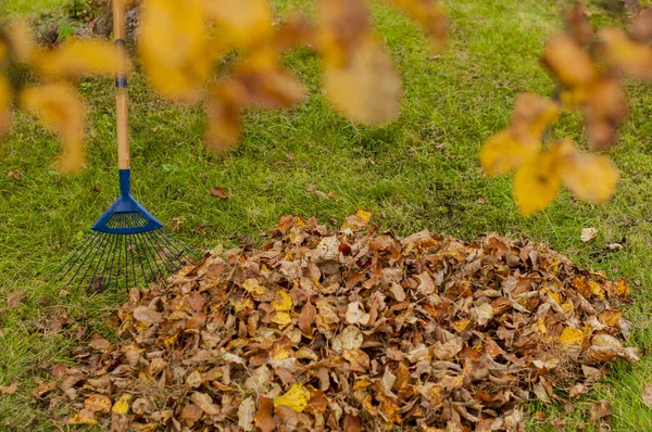 Reiniging Van Gevallen Herfst Bladeren Tuin Rechtenvrije Stockafbeeldingen