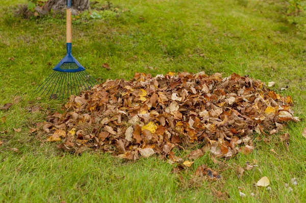 Reiniging Van Gevallen Herfst Bladeren Tuin Stockfoto