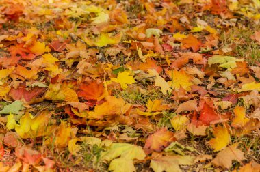 Renkli yaprakları ile sonbahar halı