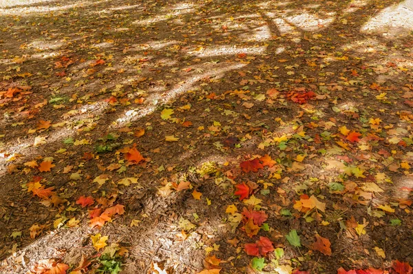 Alfombra Otoñal Con Hojas Coloridas — Foto de Stock