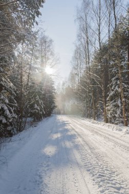 Ormandaki güzel kış manzarası.