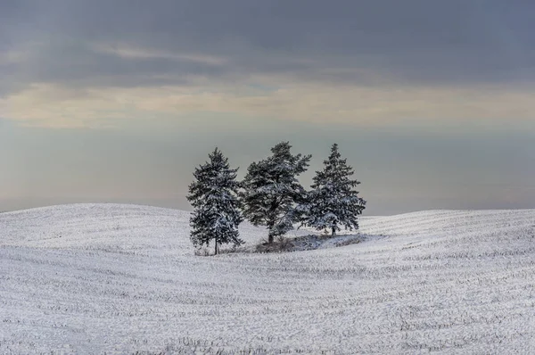 Winter landscape, firs on a white background