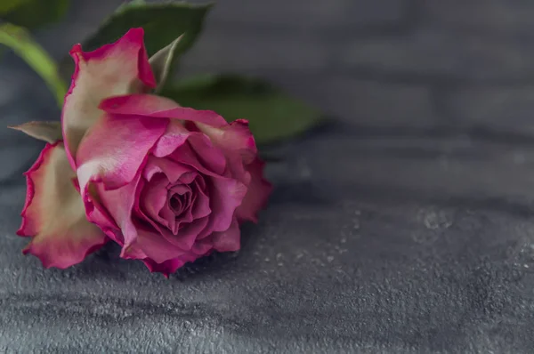 Hermosa Rosa Aislada Sobre Fondo —  Fotos de Stock