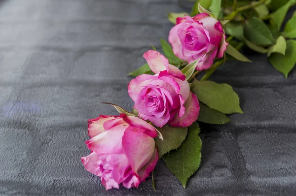 Las Hermosas Rosas Aisladas Fondo —  Fotos de Stock