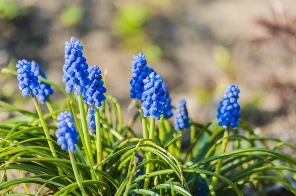 Blue Flowers Spring Blue Spring Flowers Stock Images Page Everypixel