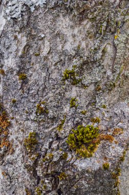 Doğal Ağaç Kabuğu. Doğal yapı ,mos ile büyümüş