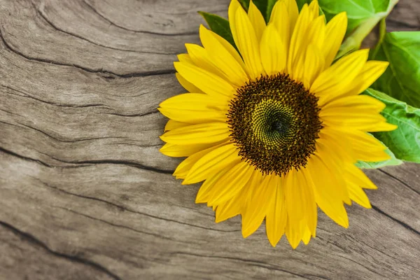 Prachtige Zonnebloem Houten Achtergrond Met Plaats Voor Tekst Stockfoto