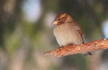 Bir serçe bir ağaç dalı üzerinde oturur.