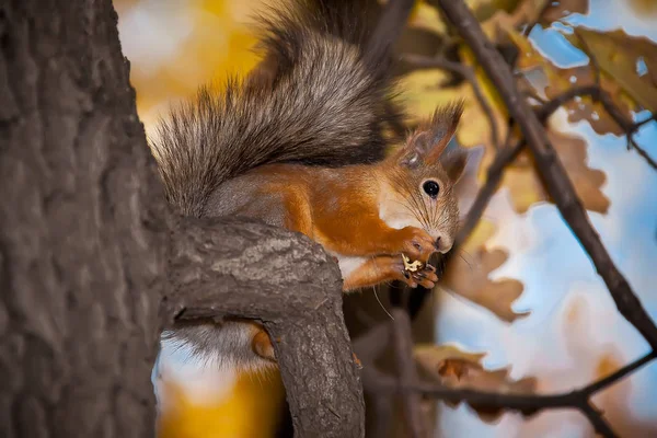 Ein Eichhörnchen Sitzt Auf Einem Ast Und Frisst — Stockfoto