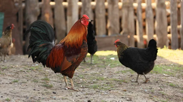 Yetuh Chicken Yard Rural House — Stock Photo, Image