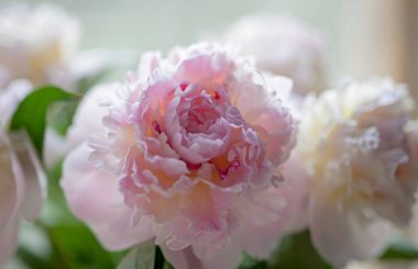 Pencerede çiçek şakayık.