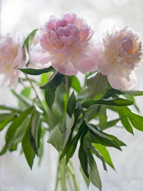 Pencerede çiçek şakayık.