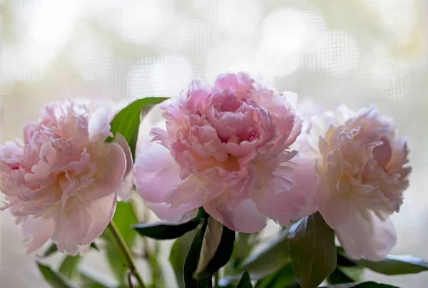 Bloemen Pioenrozen Het Raam — Stockfoto