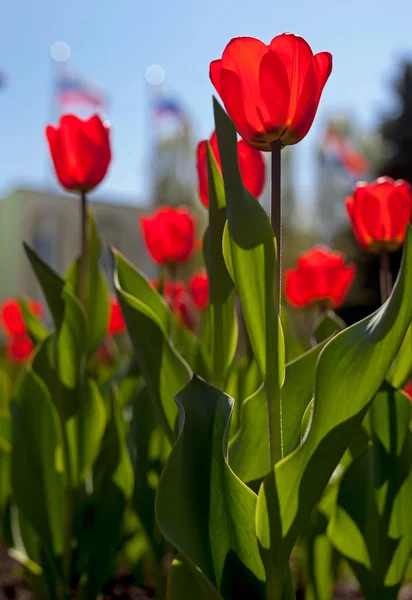 Red Tulips Sky — Stock Photo, Image