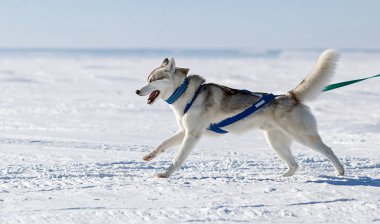 Kızak köpekleri, Huskies ve Malomuty, karda.