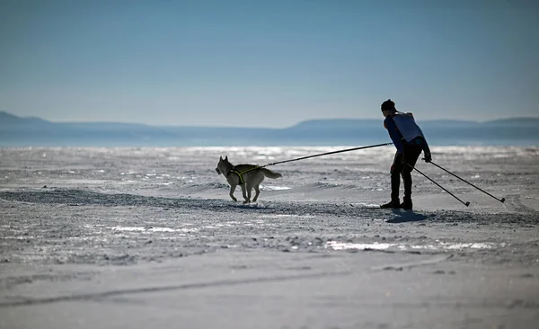 Slädhundar Huskies Och Malomuty Snön — Stockfoto