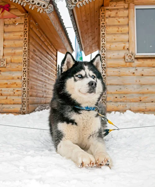 Perros Trineo Huskies Malomuty Nieve —  Fotos de Stock