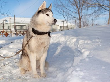 Kızak köpekleri, Huskies ve Malomuty, karda.
