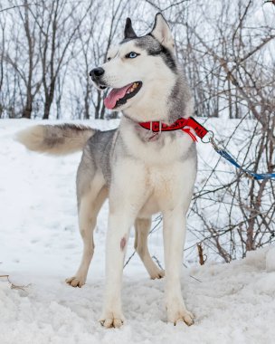 Kızak köpekleri, Huskies ve Malomuty, karda.