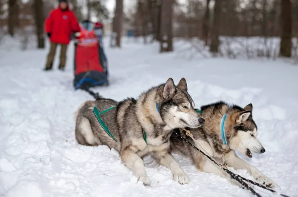 Slädhundar Huskies Och Malomuty Snön — Stockfoto