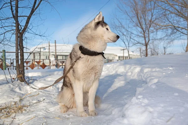 Perros Trineo Huskies Malomuty Nieve —  Fotos de Stock