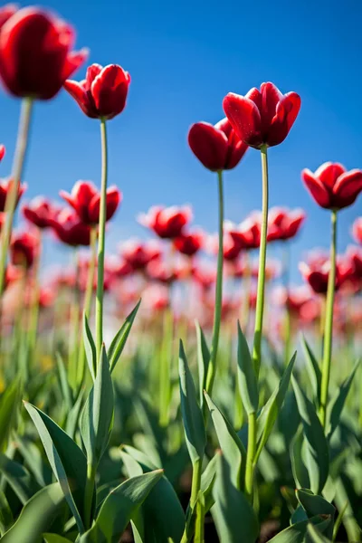 Red Tulips Blue Sky — Stock Photo, Image
