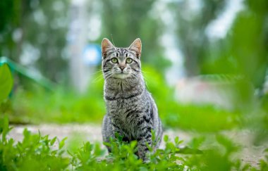 Kendi başına yaşayan kedi. Yeşil çimenler karşı.