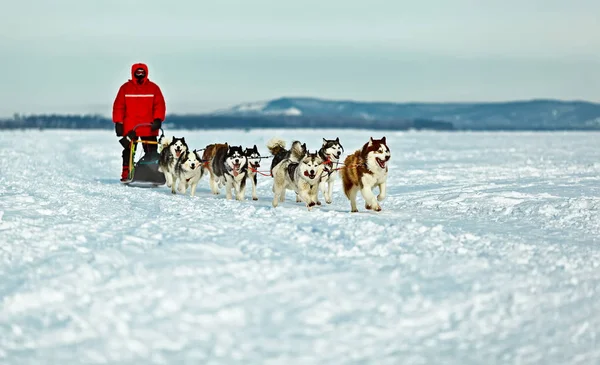 Kayur Förvaltar Ett Hundspann Snöig Slätt — Stockfoto