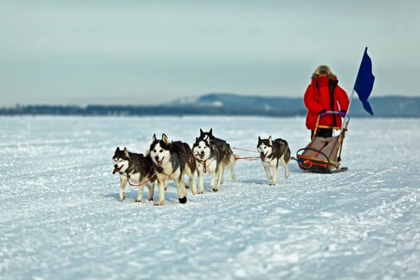 Kayur Förvaltar Ett Hundspann Snöig Slätt — Stockfoto