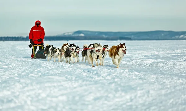 Kayur Förvaltar Ett Hundspann Snöig Slätt — Stockfoto