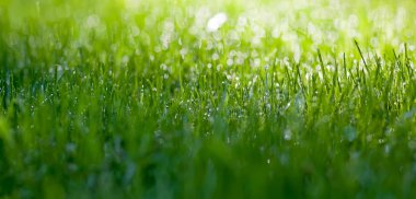 Güneşli bir çayırda taze ot.