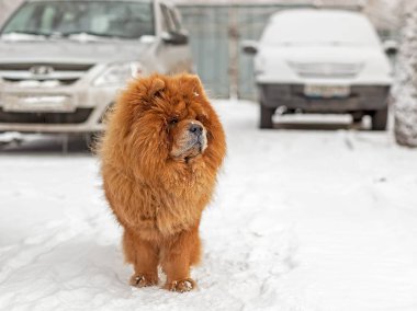 Özel bir evin bahçesinde Chow Chow.