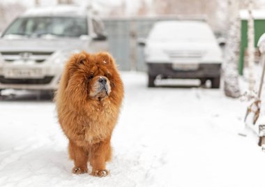 Özel bir evin bahçesinde Chow Chow.