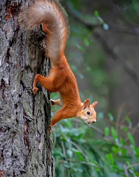 Σκίουρος Ένα Κλαδί Στο Δάσος — Φωτογραφία Αρχείου