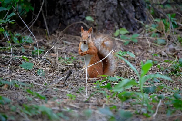 Écureuil Sur Une Branche Dans Les Bois — Photo