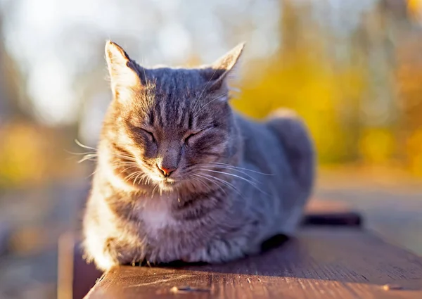 Die Katze Lebt Von Allein Gegen Das Grüne Gras — Stockfoto