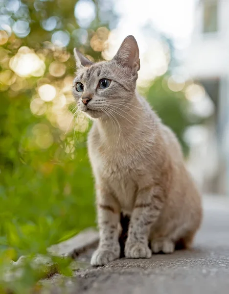 Die Katze Lebt Von Allein Gegen Das Grüne Gras — Stockfoto