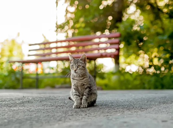 Die Katze Lebt Von Allein Gegen Das Grüne Gras — Stockfoto