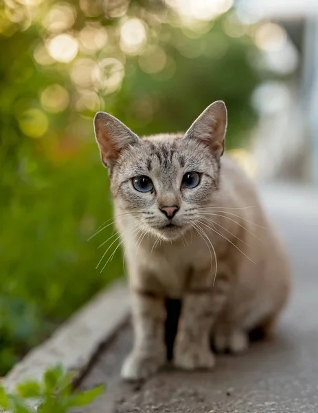 Die Katze Lebt Von Allein Gegen Das Grüne Gras — Stockfoto