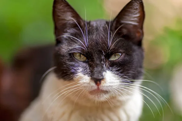 Die Katze Lebt Von Allein Gegen Das Grüne Gras — Stockfoto