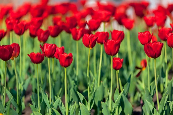 Red Tulips Blue Sky — Stock Photo, Image