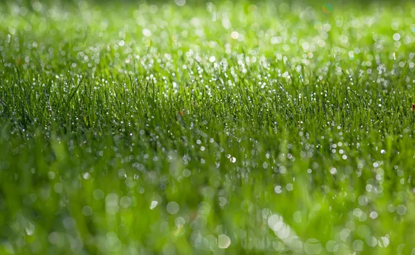 Herbe Fraîche Dans Une Prairie Ensoleillée — Photo