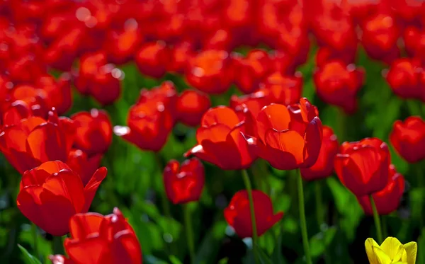 Tulips Red Yellow Sunny Sky — Stock Photo, Image