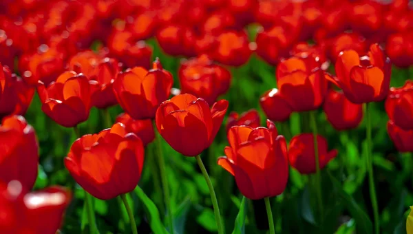 Tulips Red Yellow Sunny Sky — Stock Photo, Image