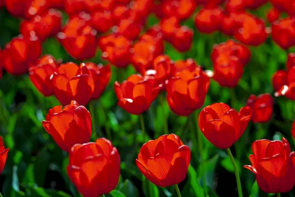 Tulips Red Yellow Sunny Sky — Stock Photo, Image