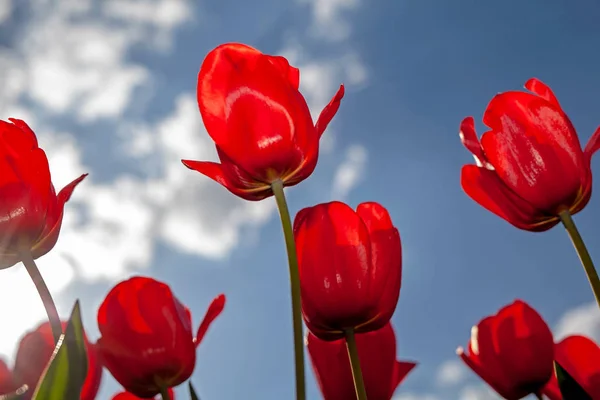 Tulips, red and yellow, against the Sunny sky.