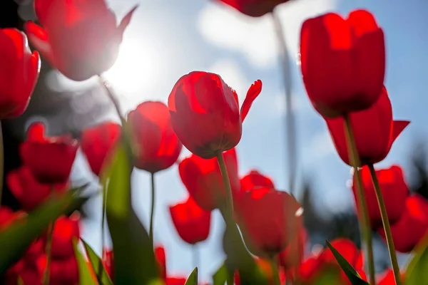 Tulpaner Röda Och Gula Mot Den Soliga Himlen — Stockfoto