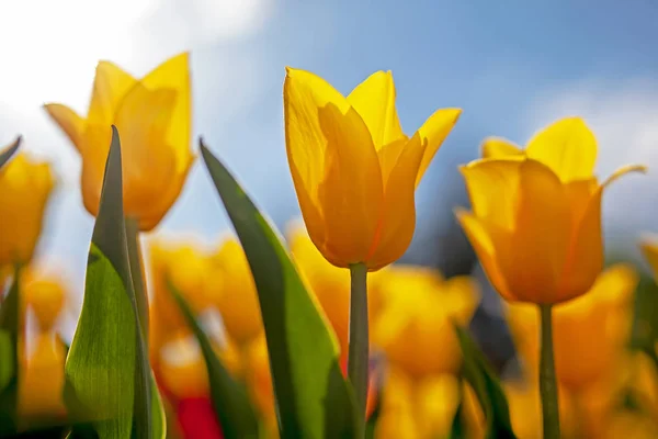 Tulips Red Yellow Sunny Sky — Stock Photo, Image