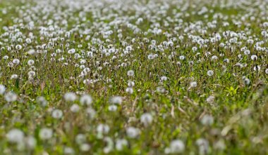 Kabarık karahindibalar, sürekli halı..