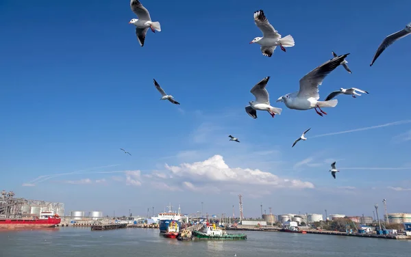 Meeuwen Vlucht Buurt Van Haven Van Kertsj — Stockfoto